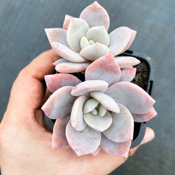 pink laui succulent xGraptoveria Pink Laui – LET LOVE GROW (Succulent & Cactus)
