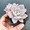 xGraptoveria Pink Laui