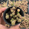 Sedum Golden Rice - Sedum Orizifolium Variegata