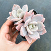 xGraptoveria Pink Laui