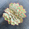 Echeveria 'Moon Gadnis' CREST