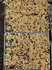 Sedum Golden Rice - Sedum Orizifolium Variegata