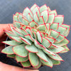 Echeveria 'Moon Gadnis' CREST