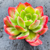 Echeveria 'Low'