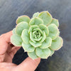 Echeveria 'Onslow' (aka. Ech. Michella)