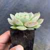 Echeveria 'Onslow' (aka. Ech. Michella)