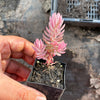 Sedum reflexum 'Chameleon' f. variegata