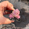 Sedum reflexum 'Chameleon' f. variegata