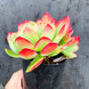 Echeveria 'Low'