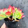 Echeveria 'Low'