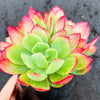 Echeveria 'Low'