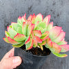 Echeveria 'Low'