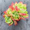 Echeveria 'Low'