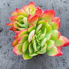 Echeveria 'Low'