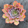 Echeveria 'Neon Breakers'