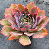 Echeveria 'Neon Breakers'