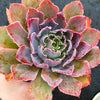 Echeveria 'Neon Breakers'