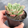 Echeveria nodulosa x minima