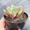 Echeveria nodulosa x minima