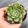 Echeveria nodulosa x minima