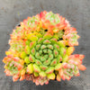 Echeveria 'Mystery Madam'