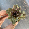 Sempervivum 'Royal Ruby' (NO PUP)