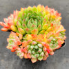 Echeveria 'Mystery Madam'