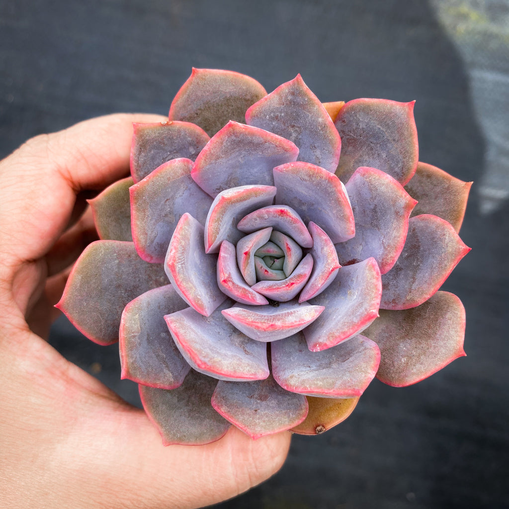 Echeveria 'Orion'