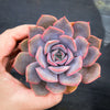 Echeveria 'Orion'