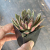 Sempervivum 'Royal Ruby' (NO PUP)