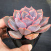 Echeveria 'Orion'