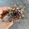Sempervivum 'Royal Ruby' (NO PUP)