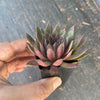 Sempervivum 'Royal Ruby' (NO PUP)