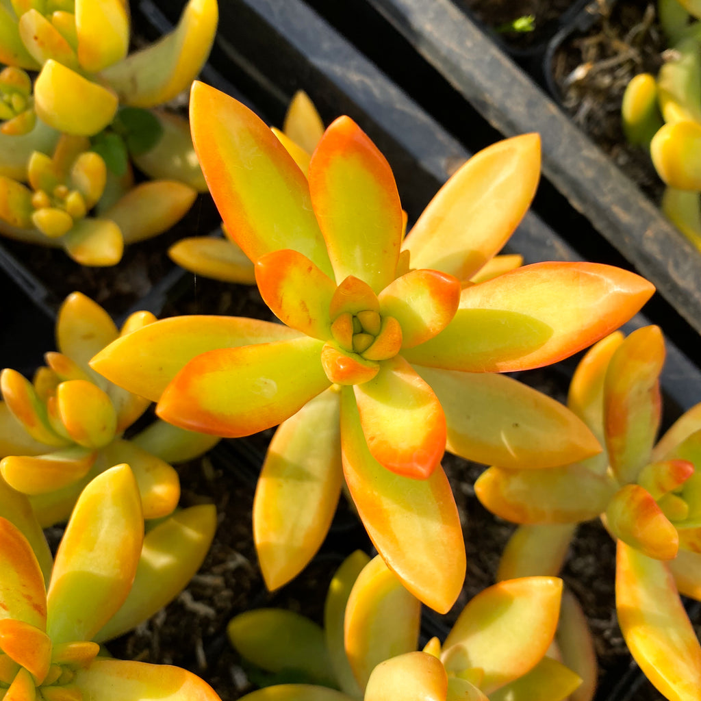 Sedum adolphii (has mark)