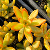 Sedum adolphii (has mark)