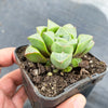 Haworthia retusa 'mutica'