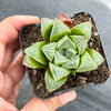 Haworthia retusa 'mutica'