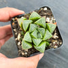 Haworthia retusa 'mutica'