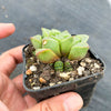 Haworthia retusa 'mutica'