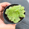 Aeonium tabuliforme f. cristatum (crested plant)