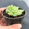 Aeonium tabuliforme f. cristatum (crested plant)