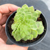 Aeonium tabuliforme f. cristatum (crested plant)