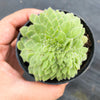 Aeonium tabuliforme f. cristatum (crested plant)