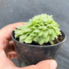 Aeonium tabuliforme f. cristatum (crested plant)
