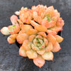 Echeveria 'Van Breen'