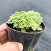 Aeonium tabuliforme f. cristatum (crested plant)