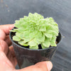 Aeonium tabuliforme f. cristatum (crested plant)