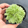 Aeonium tabuliforme f. cristatum (crested plant)