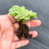 Aeonium tabuliforme f. cristatum (crested plant)