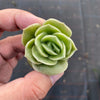 Graptoveria 'Lovely Rose'
